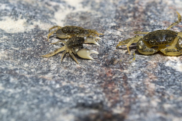 The crabs on a stone background. Macro shot.