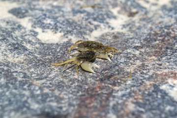 The crabs on a stone background. Macro shot.