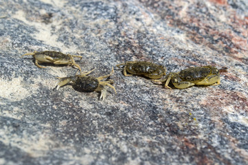 The crabs on a stone background. Macro shot.