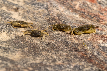 The crabs on a stone background. Macro shot.