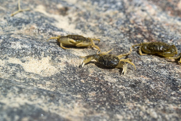 The crabs on a stone background. Macro shot.