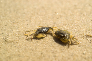 The crabs on a sand. Macro shot.