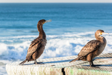 Cormorant Bird Perched Ocean Closeup Photo