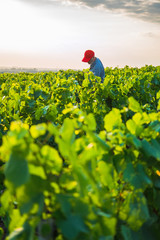 A french winegrower in his vines at sunset