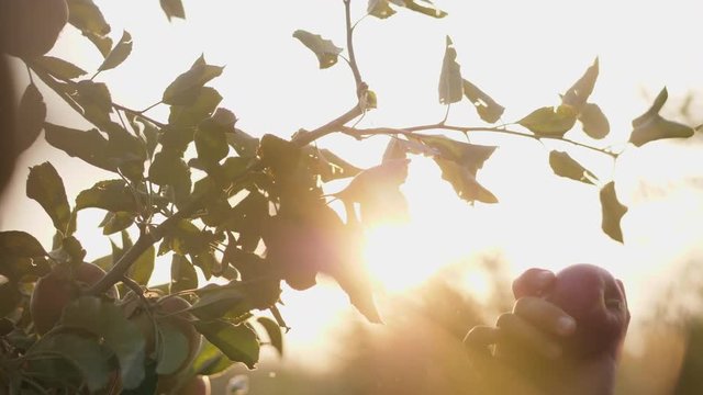 Girl picking red apple from the tree. The sun shines through the apple tree. Slow motion shot