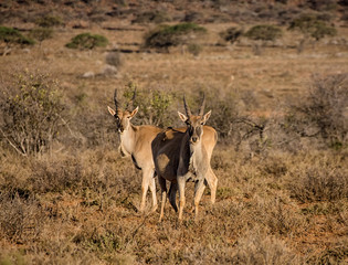 Juvenile Eland Bulls