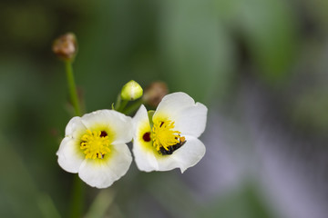 Obraz premium white flower with little bee