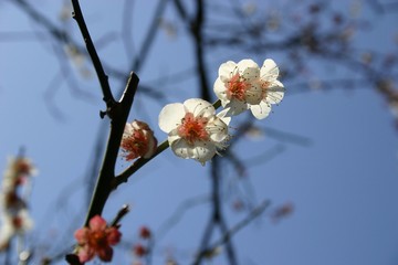 梅　Japznese apricot