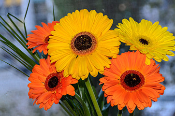 Bouquet of orange and yellow gerbera flowers close up, bokeh background