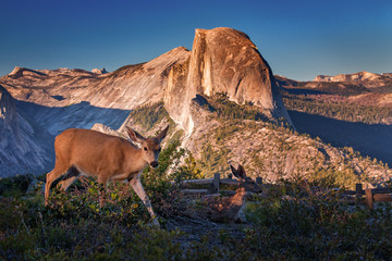 Half Dome Deer