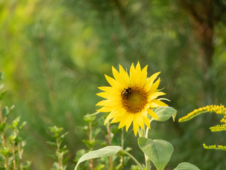 A bumblebee on a sunflower