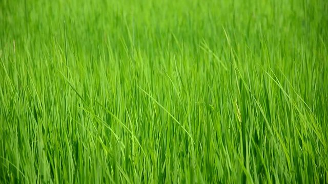 Ears of rice swinging in the wind