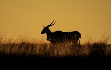 Eland Silhouette