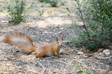 Little red squirrel