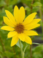 A big yellow sunflower