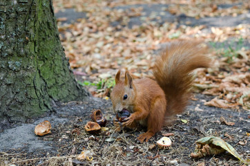 Little red squirrel