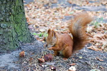 Little red squirrel