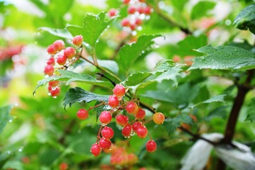 Viburnum ( Guelder-rose) branch in a garden with the reddening berries.