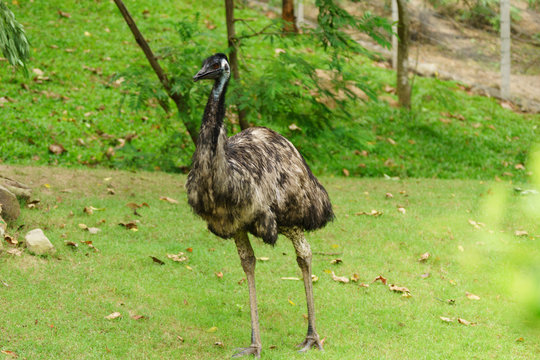 Chonburi, Thailand - July 22, 2018: Ostrich bird and front portrait in the Khao Kheow Open Zoo at Siracha.