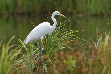 Great egret (Ardea alba), real wildlife - no ZOO