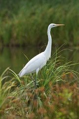Great egret (Ardea alba), real wildlife - no ZOO
