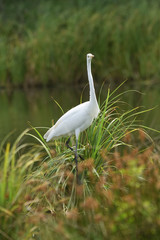 Great egret (Ardea alba), real wildlife - no ZOO