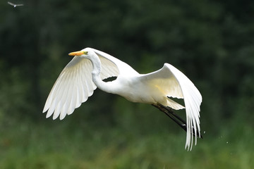 Great egret (Ardea alba), real wildlife - no ZOO