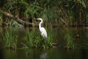 Great egret (Ardea alba), real wildlife - no ZOO