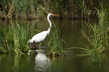 Great egret (Ardea alba), real wildlife - no ZOO
