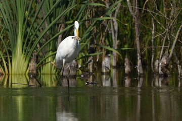 Great egret (Ardea alba), real wildlife - no ZOO