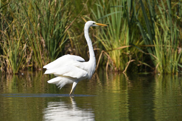 Great egret (Ardea alba), real wildlife - no ZOO