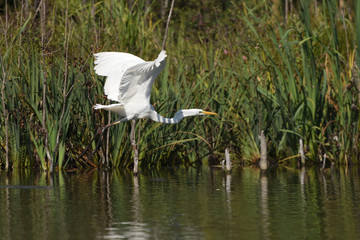 Great egret (Ardea alba), real wildlife - no ZOO