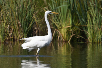 Great egret (Ardea alba), real wildlife - no ZOO