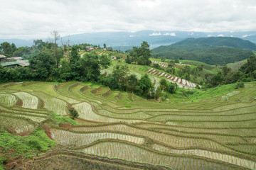 Rice planting season in Chiang Mai, Rice growing in rice terraces
