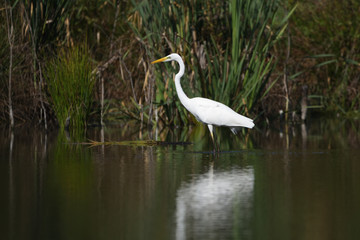 Great egret (Ardea alba), real wildlife - no ZOO