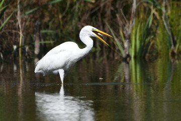 Great egret (Ardea alba), real wildlife - no ZOO