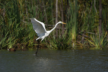 Great egret (Ardea alba), real wildlife - no ZOO
