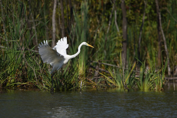 Great egret (Ardea alba), real wildlife - no ZOO