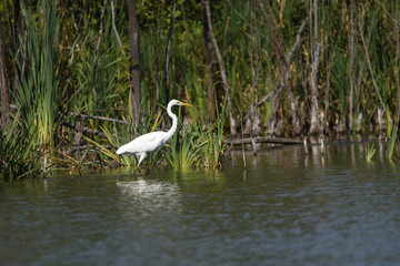 Great egret (Ardea alba), real wildlife - no ZOO