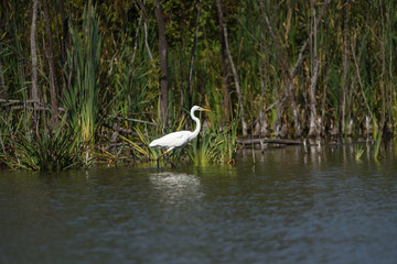 Great egret (Ardea alba), real wildlife - no ZOO