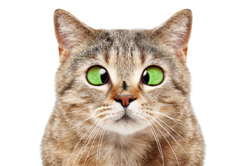 Portrait de chat drôle avec une mouche sur son nez, isolé sur fond blanc