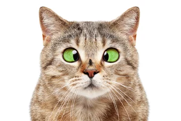 Crédence de cuisine en verre imprimé Chat Portrait de chat drôle avec une mouche sur son nez, isolé sur fond blanc