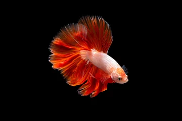 Deurstickers The moving moment beautiful of siamese betta splendens fighting fish in thailand on black background.  © Soonthorn