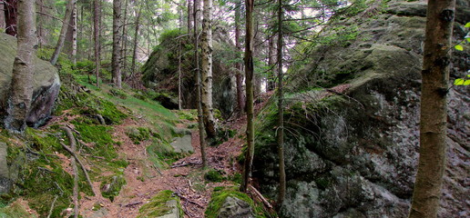 Las wśród skał na zboczu Szczelińca Wielkiego w Górach Stołowych, Kłodzkim paśmie Sudetów
