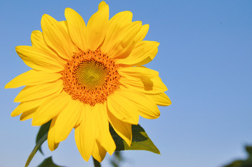 Bright sunflower closeup on blue sky background in autumn. closup