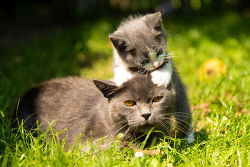 Cat with the baby kitten on grass