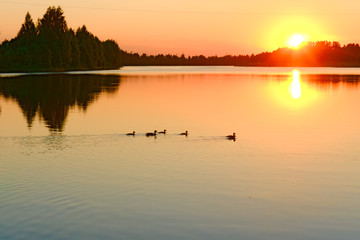 Fototapeta premium The river Kostroma at sunset in the summer. Russia.