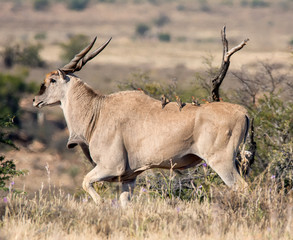 Eland Bull