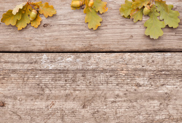 acorns with leaves on wooden background in autumn. Flatley.