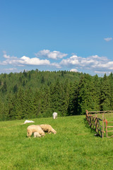 Cute sheep on a mountain pasture, Pieniny Mountains